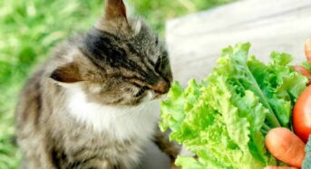 According to a study, cats’ health may benefit from a vegan diet