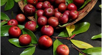 Kokum’s 5 Health Benefits And The Reasons It Could Go Extinct By 2025