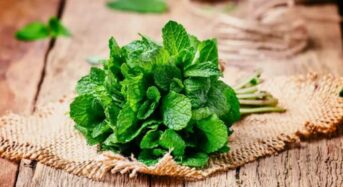 5 Compelling Reasons For Including Mint Leaves in Your Summertime Dishes