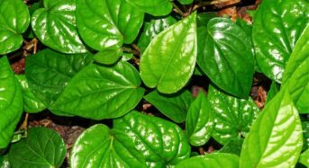 Paan Leaves: 7 Health Benefits Of Regularly Chewing Betel Leaves at Night, As To Ayurveda