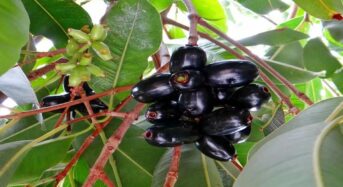 9 Health Benefits Of Eating Jamun In The Summer