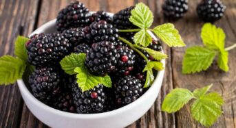 Boysenberry Health Benefits: 5 Incredible Benefits Of Including This Kind Of Blackberry In Your Diet
