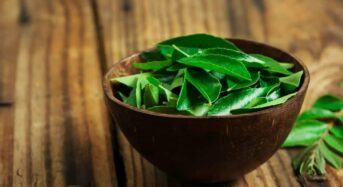 Benefits Of Kadi Patta: 5 Amazing Ways This Herb Encourages Optimal Health