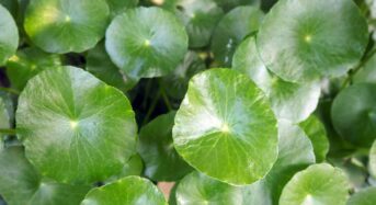 Centella Asiatica Benefits Include Improved Skin Tone, Inflammation Reduction, and Digestive Wellness