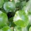 Centella Asiatica Benefits Include Improved Skin Tone, Inflammation Reduction, and Digestive Wellness