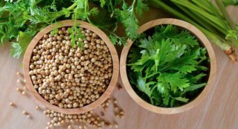 Health Benefits of Soaked Coriander Water: Boosts Immunity and Controls Blood Sugar