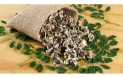 5 Compelling Reasons For Including Moringa Seeds in Your Diet for Optimal Health
