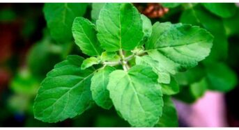 5 Compelling Reasons for Eating Tulsi Leaves on an Empty Stomach to Start Your Day