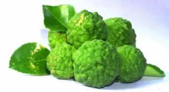 Benefits of Bergamot for Health: Avoid Heart Disease, Strengthen the Immune System, and Improve Mood