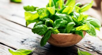 Benefits of Raw Basil Leaves for Health: High in Antioxidants, Supports Heart Health, and Lowers Stress