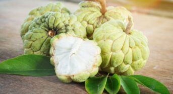 Custard Apples Have Surprising Health Benefits That Make Them Much More Than Just a Delicious Fruit