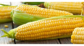 5 Benefits Of Eating Corn During The Monsoon For Healthy Snacking