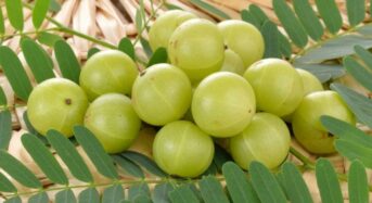 Amla’s Health Benefits include Boosting Immunity, Controlling Blood Sugar, and Encouraging Hair Development