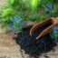 5 Powerful Health Benefits Of Kalonji Or Nigella Seeds For General Well-Being