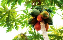 Papaya Leaves for Dengue Patients: 7 Surprising Benefits of Drinking Raw Papaya Leaf Juice to Treat Dengue