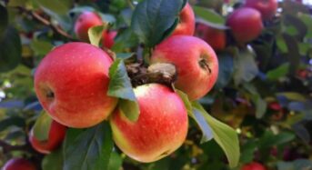 5 Surprising Health Benefits Of Eating An Apple on an Empty Stomach for Diabetes Patients Trying To Lose Weight