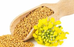 5 Strong Reasons for Including Mustard Seeds in Your Regular Meals