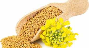 5 Strong Reasons for Including Mustard Seeds in Your Regular Meals