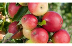 Apples in the Morning: 5 Health Benefits of Eating Red Apples Every Day