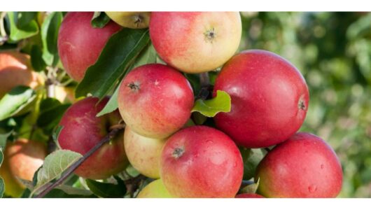 Apples in the Morning: 5 Health Benefits of Eating Red Apples Every Day