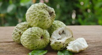 Why Eat a Single Custard Apple Each Day? Recognise Amazing Benefits