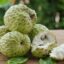 Why Eat a Single Custard Apple Each Day? Recognise Amazing Benefits