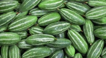 Important Reasons for Including Pointed Gourd in Your Daily Diet for Improved Nutrition and Health