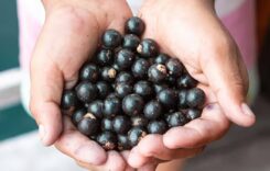 7 Unknown Health Benefits of Eating Acai Berries