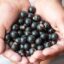 7 Unknown Health Benefits of Eating Acai Berries