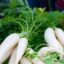 Why Should Radish Leaves Not Be Thrown Out? Know Health Benefits Here