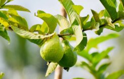 5 Medicinal Benefits of Guava Leaf Juice: The Effects of Drinking Amrud Juice Daily