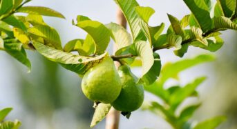 5 Medicinal Benefits of Guava Leaf Juice: The Effects of Drinking Amrud Juice Daily