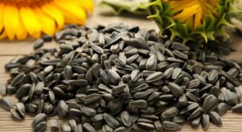 4 Health Benefits Of Consuming A Spoon Of Sunflower Seeds Every Day