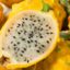 Yellow Dragon Fruit: A Superfood for Gut Health, Weight Loss, and More Benefits