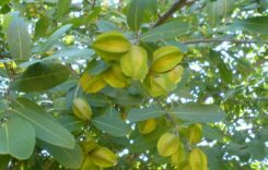 Terminalia Arjuna: Discover More Its 6 Amazing Health Benefits